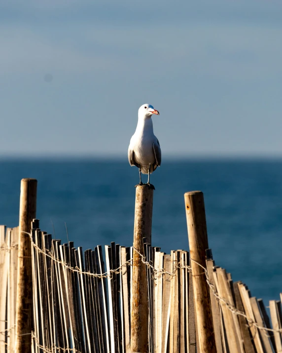 a seagull is standing on top of a wooden fence