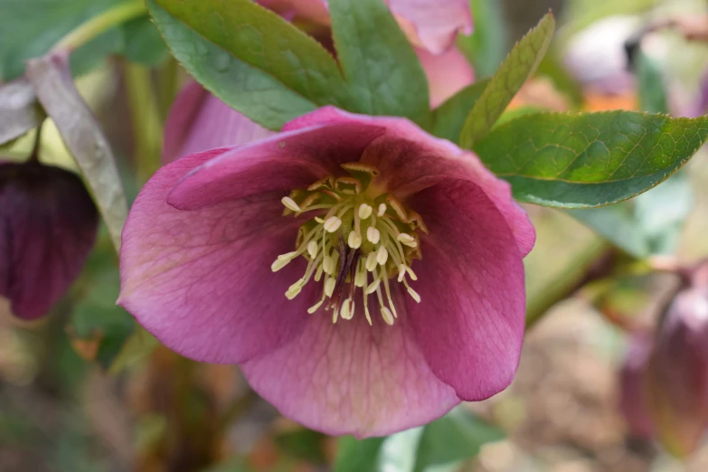 purple flowers blooming out of the inside of a plant