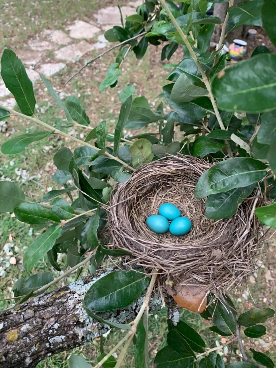 three eggs are sitting in a nest between some leaves