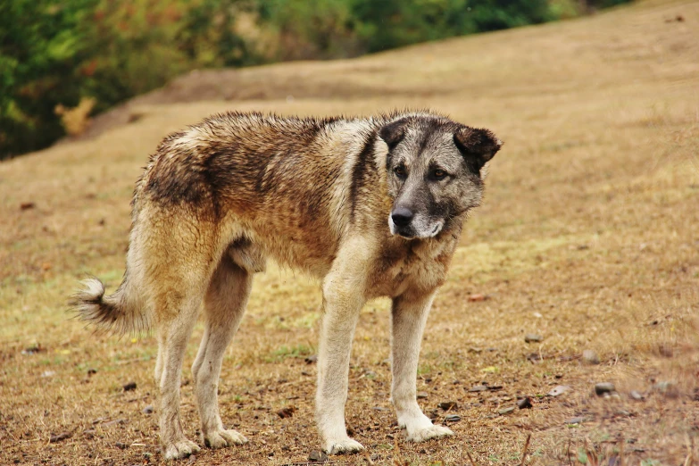 the large dog stands alone on the grassy field