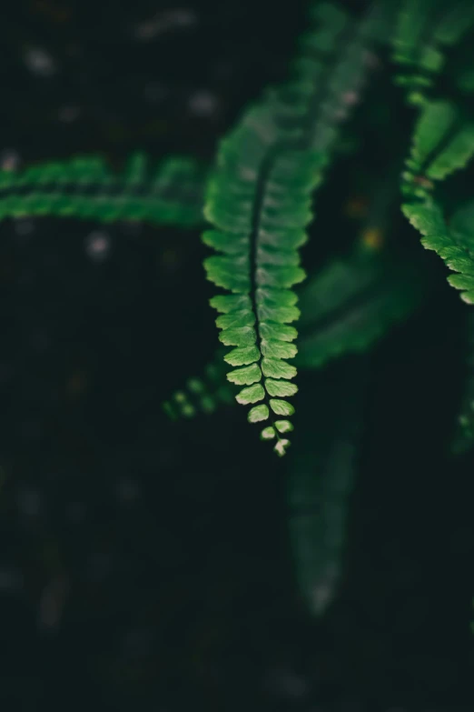 the green plant is showing long, slender leaves