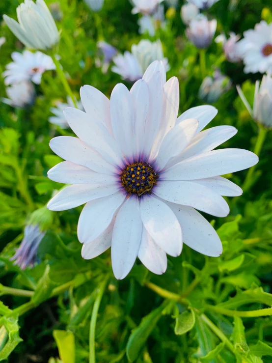 white daisies are in bloom with purple centers