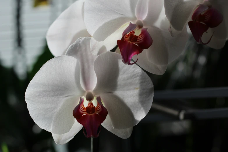 two white orchids sitting close to each other in front of some trees