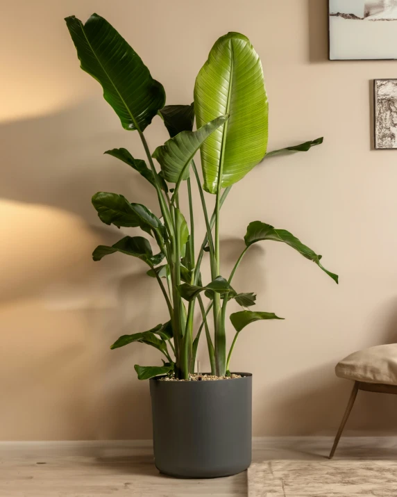 a plant is growing in a pot on a table