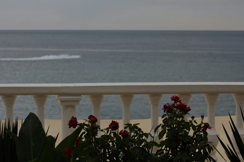 red flowers grow near the edge of a railing, overlooking a beautiful beach