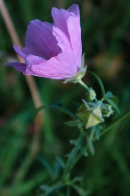 a pink flower in front of green grass