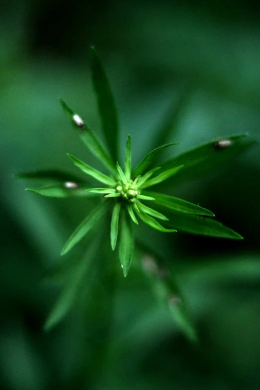 a close up s of a green flower