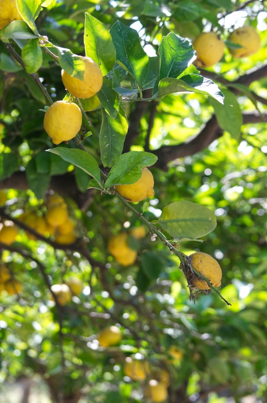 many green leaves and yellow fruits on a tree