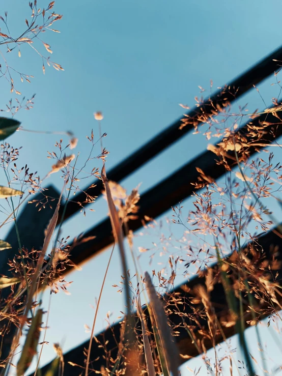 closeup of grasses and leaves in front of a bridge