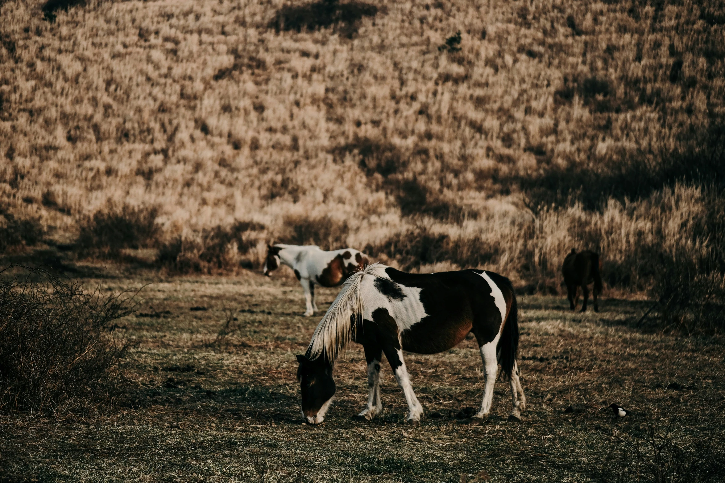 two horses grazing in the open field on a clear day