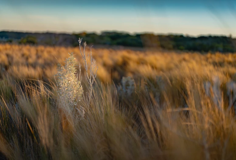 this po was taken by a pographer of an area with tall grasses