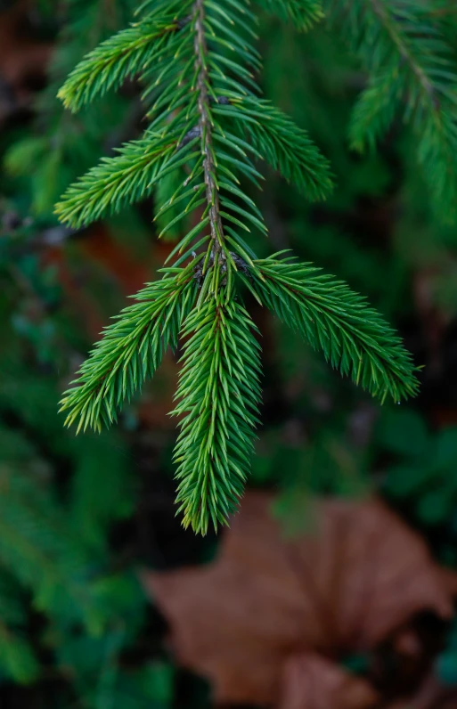 the nch of a green pine tree