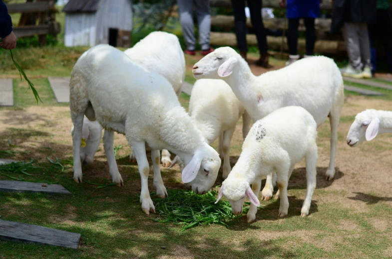 small white sheep eating grass on the ground