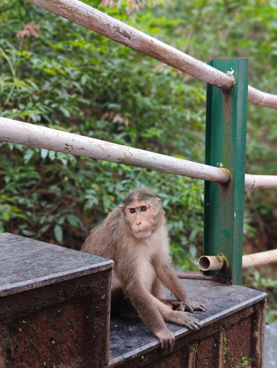 a monkey with no eyes sitting on some wood