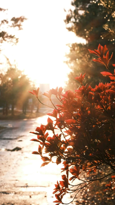 a tree nch with the sun behind it