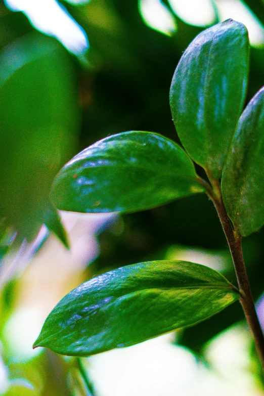 a closeup of a green plant with many leaves