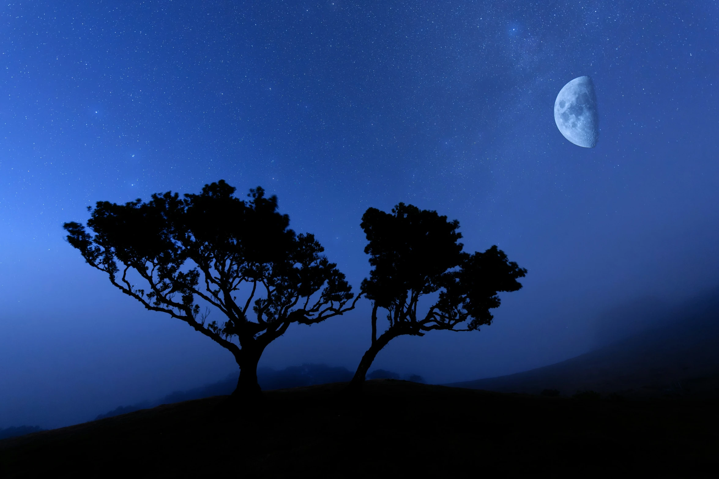 a couple of trees on a hillside near a night sky