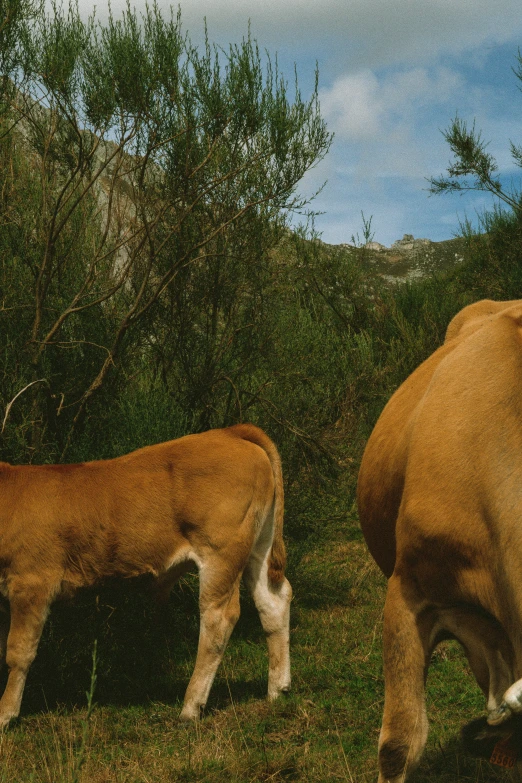 two cows stand near each other on a grassy hill