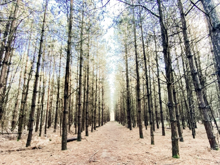 the dirt path through a pine forest leads to a large white area