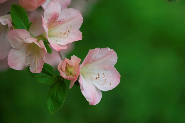 pink flowers are blooming on a green background