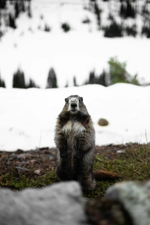 the groundhog looks up from looking for food