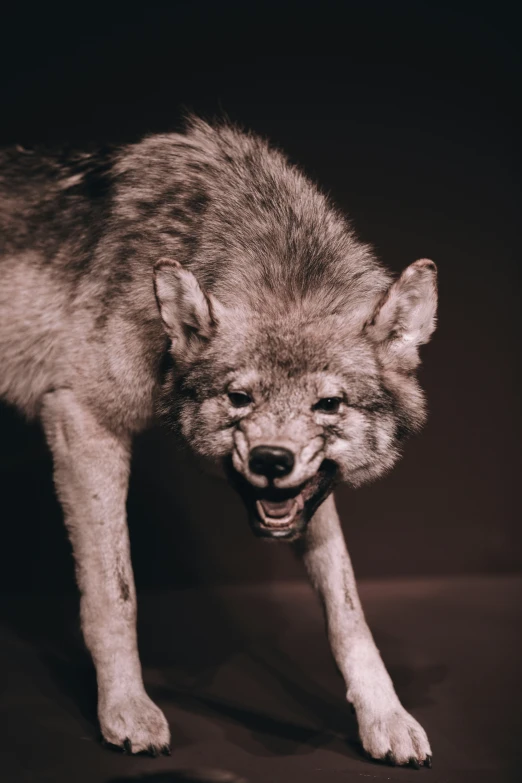 a wolf in a po that was edited in the dark