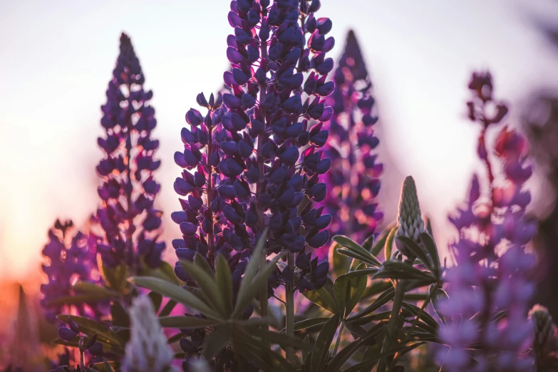 there are purple flowers in the foreground and one blue in the middle