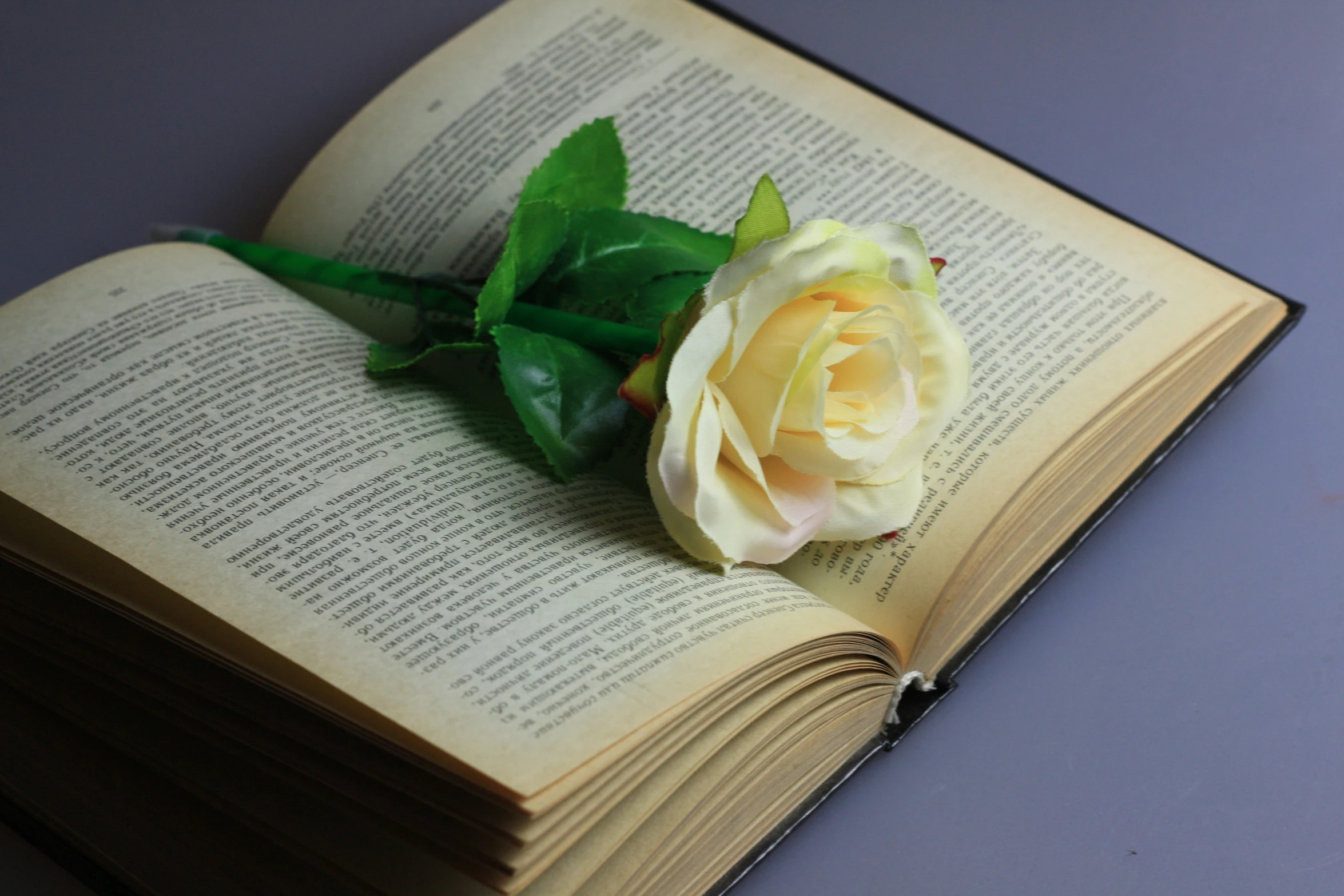 a white rose lying on top of an open book