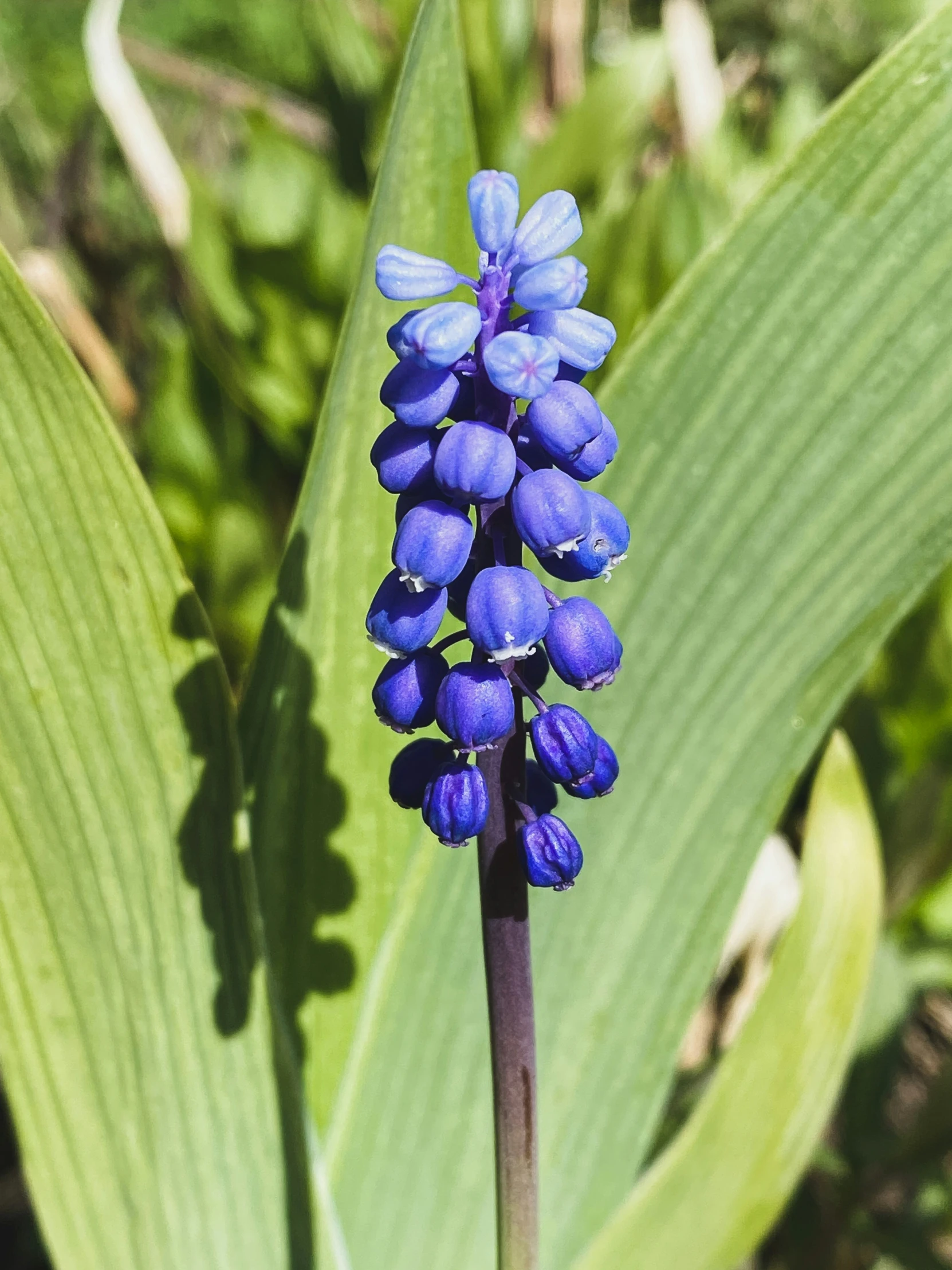 a close up of a flower near a plant