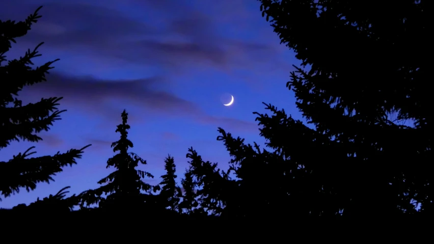 the crescent in the blue night sky is visible behind silhouettes of trees