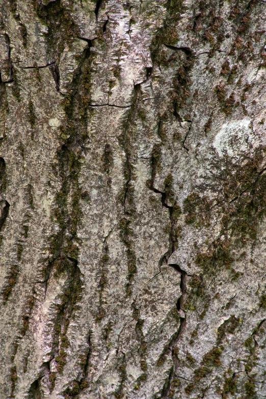 the bark of the tree is brown with little green leaves