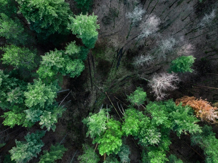 an aerial view of a forest filled with green trees