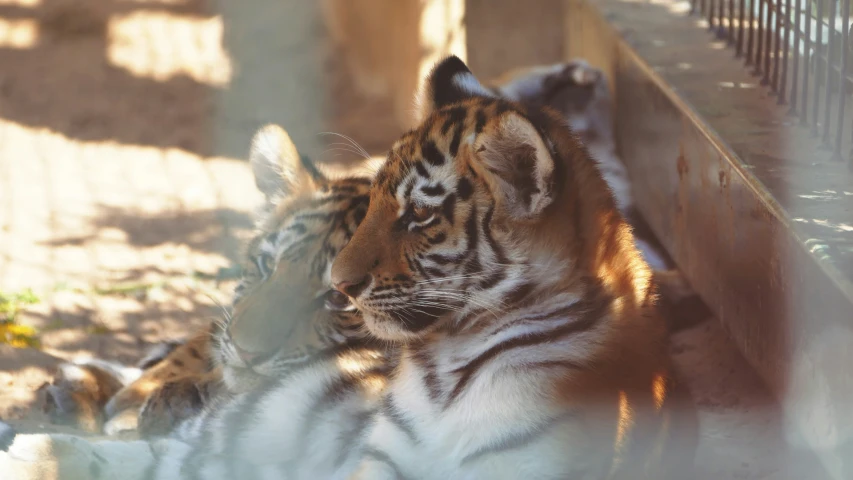 two tiger cubs are sitting in the sun on their knees
