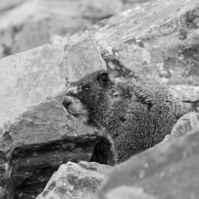 a polar bear peeking out of rocks in the wilderness