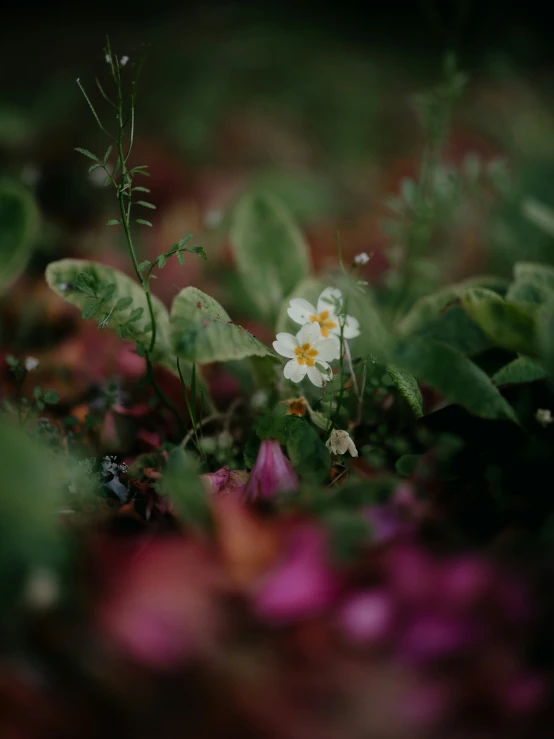 an all white flower that is standing in the grass