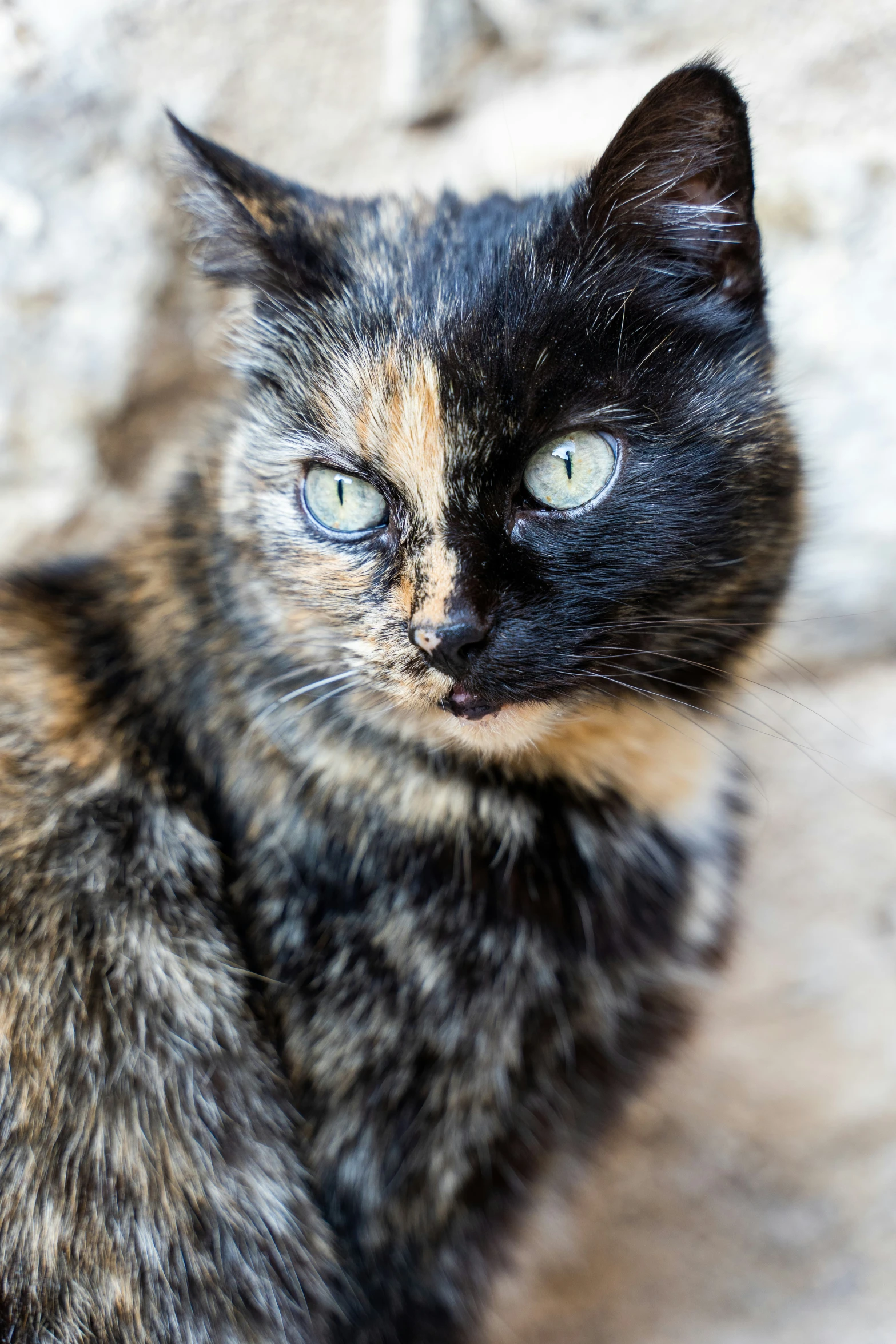 a cat looking into the camera, it is looking at soing