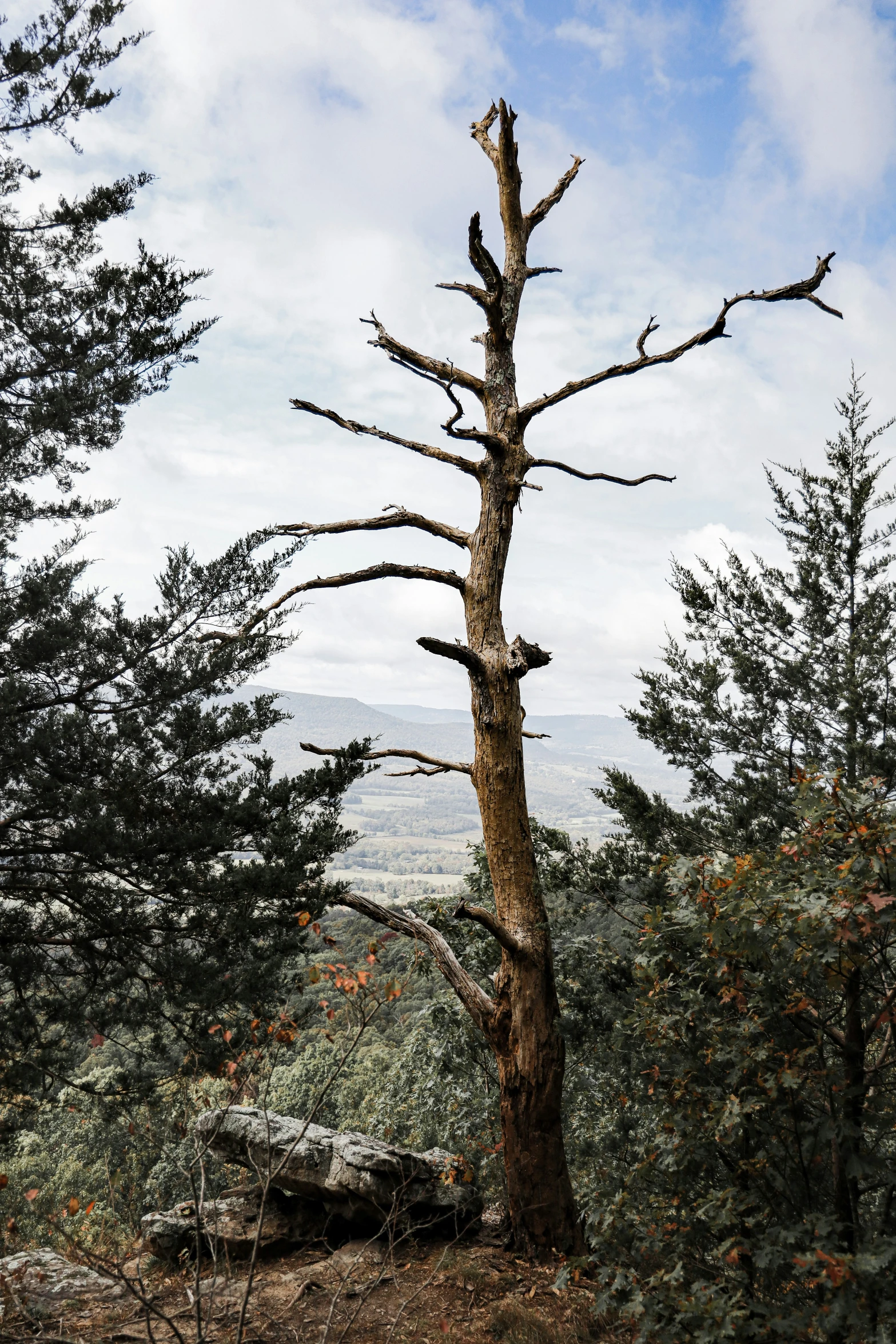 a tree stands near many trees on a hill