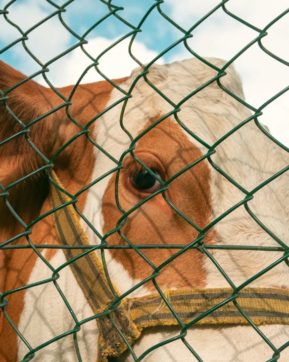 a brown and white cow wearing a harness looks through a wire fence
