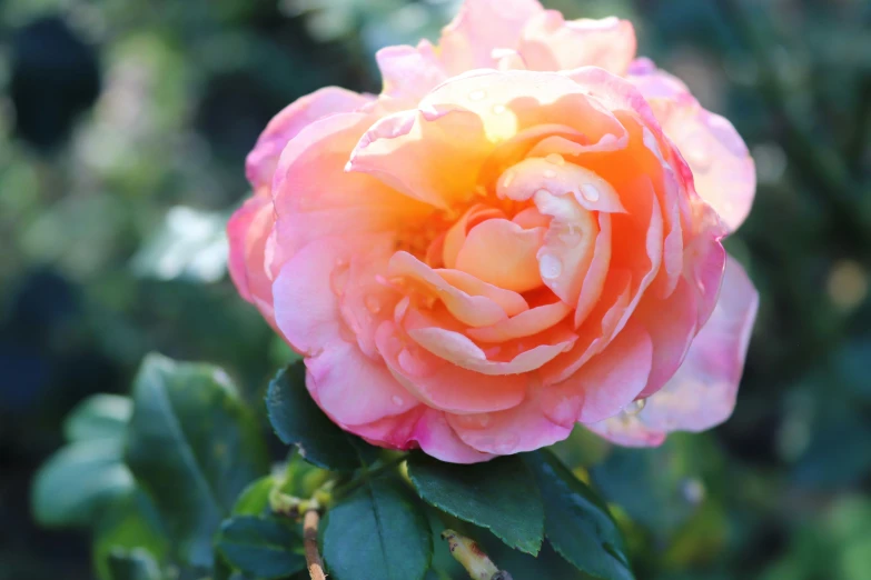 a large flower is growing on top of a shrub