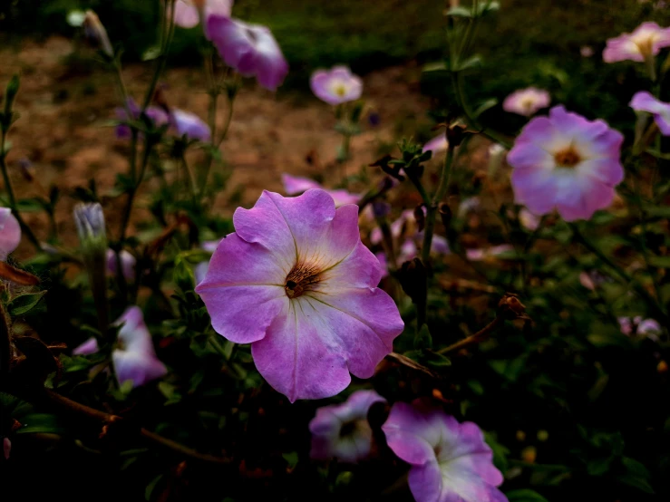 many pink flowers in the middle of the plant