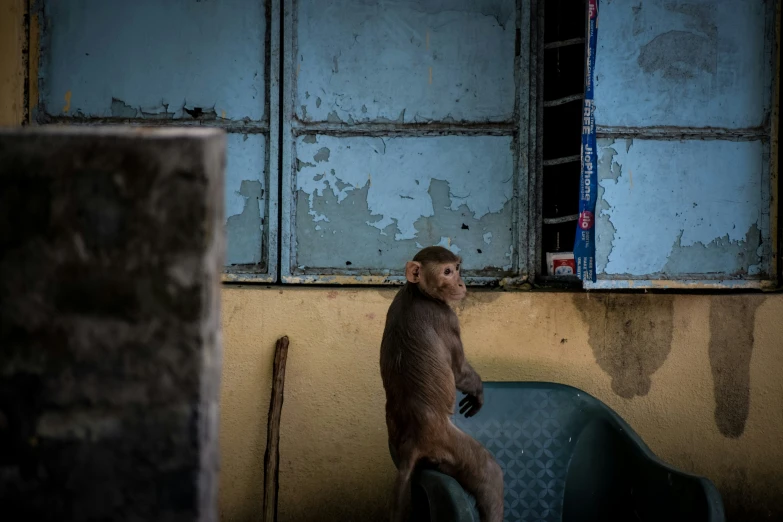 a monkey sits in a chair near the wall