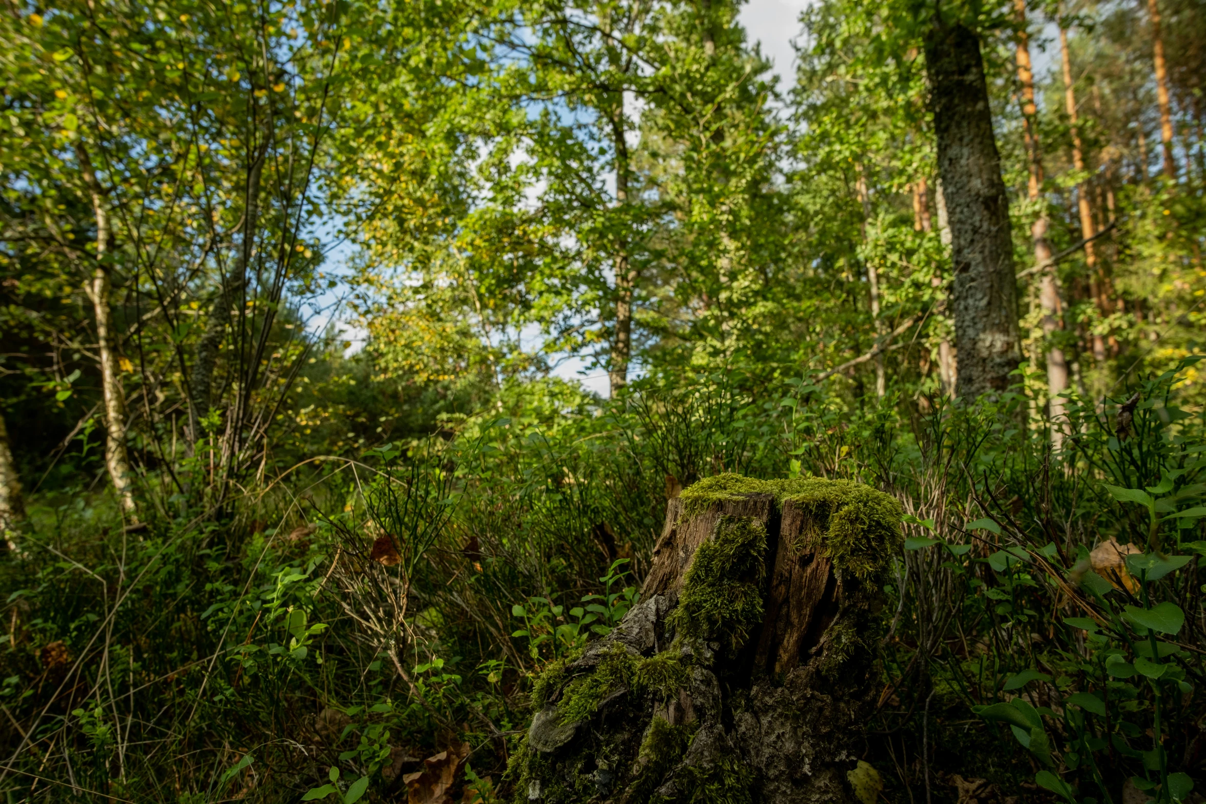 some very tall trees and bushes in the woods