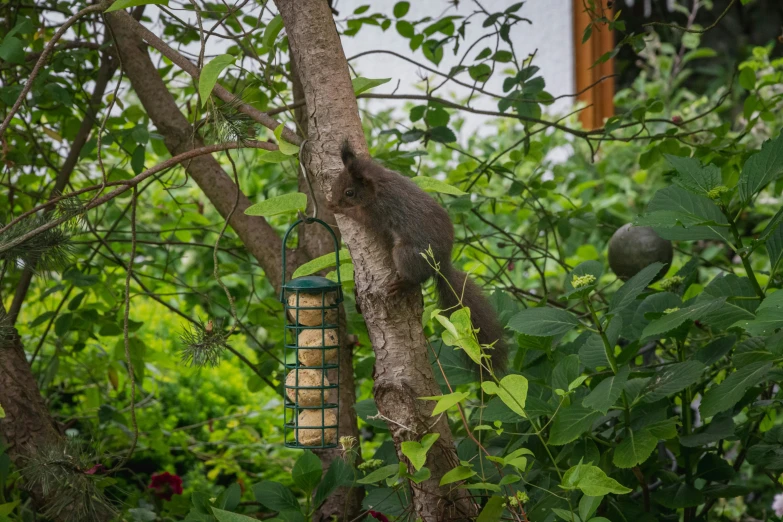 a bird feeder hanging from a tree filled with nches