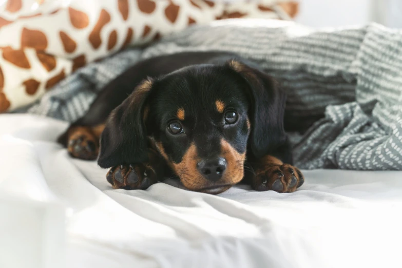a brown and black dog laying on a bed