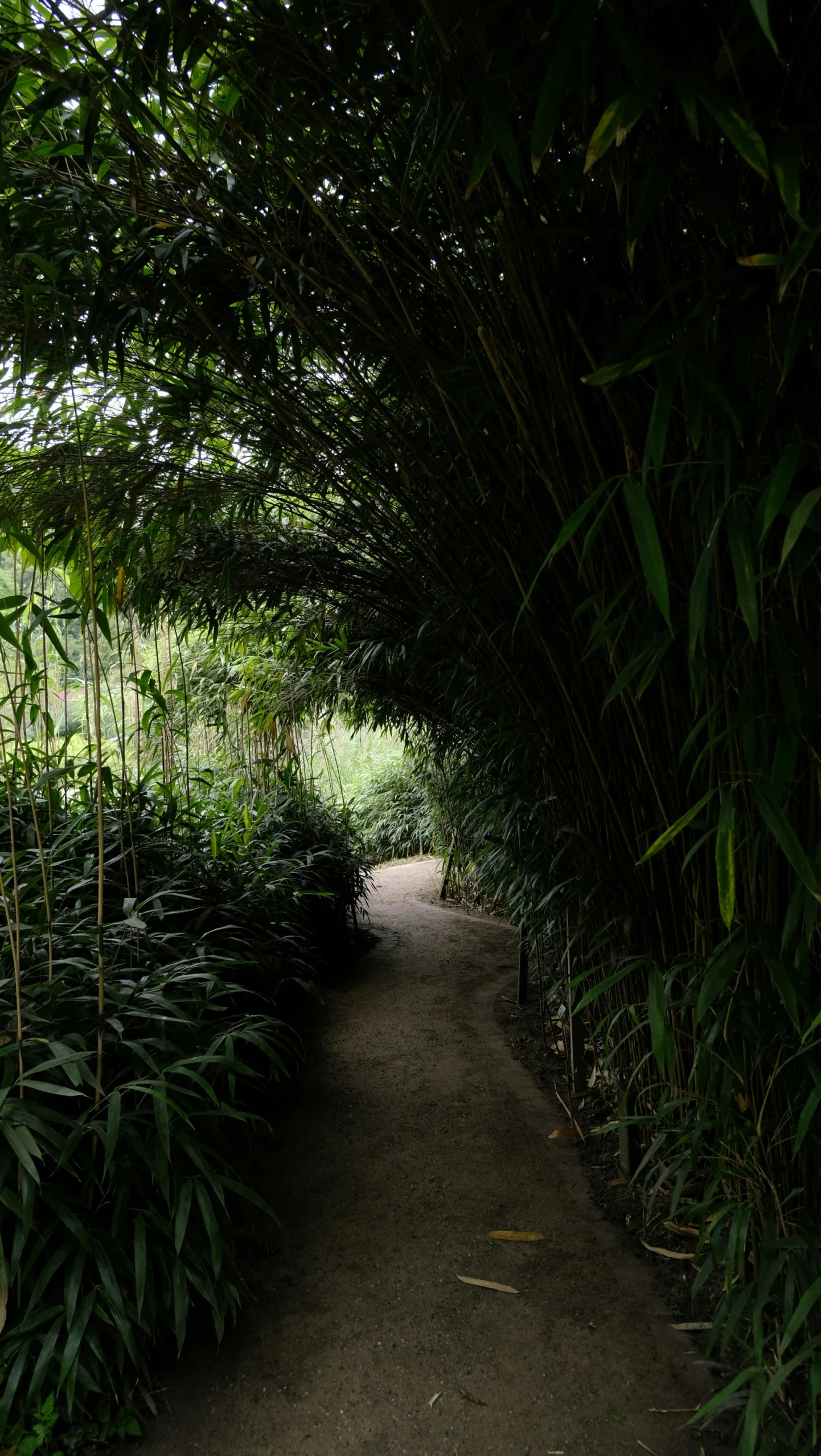 view looking down a path lined with large bamboo trees