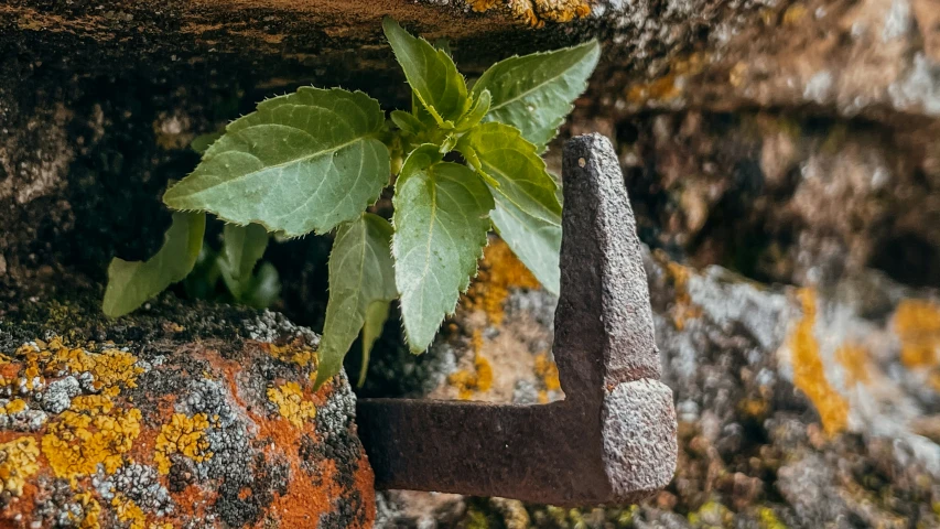 the plant sprouts from a rusty, old tool