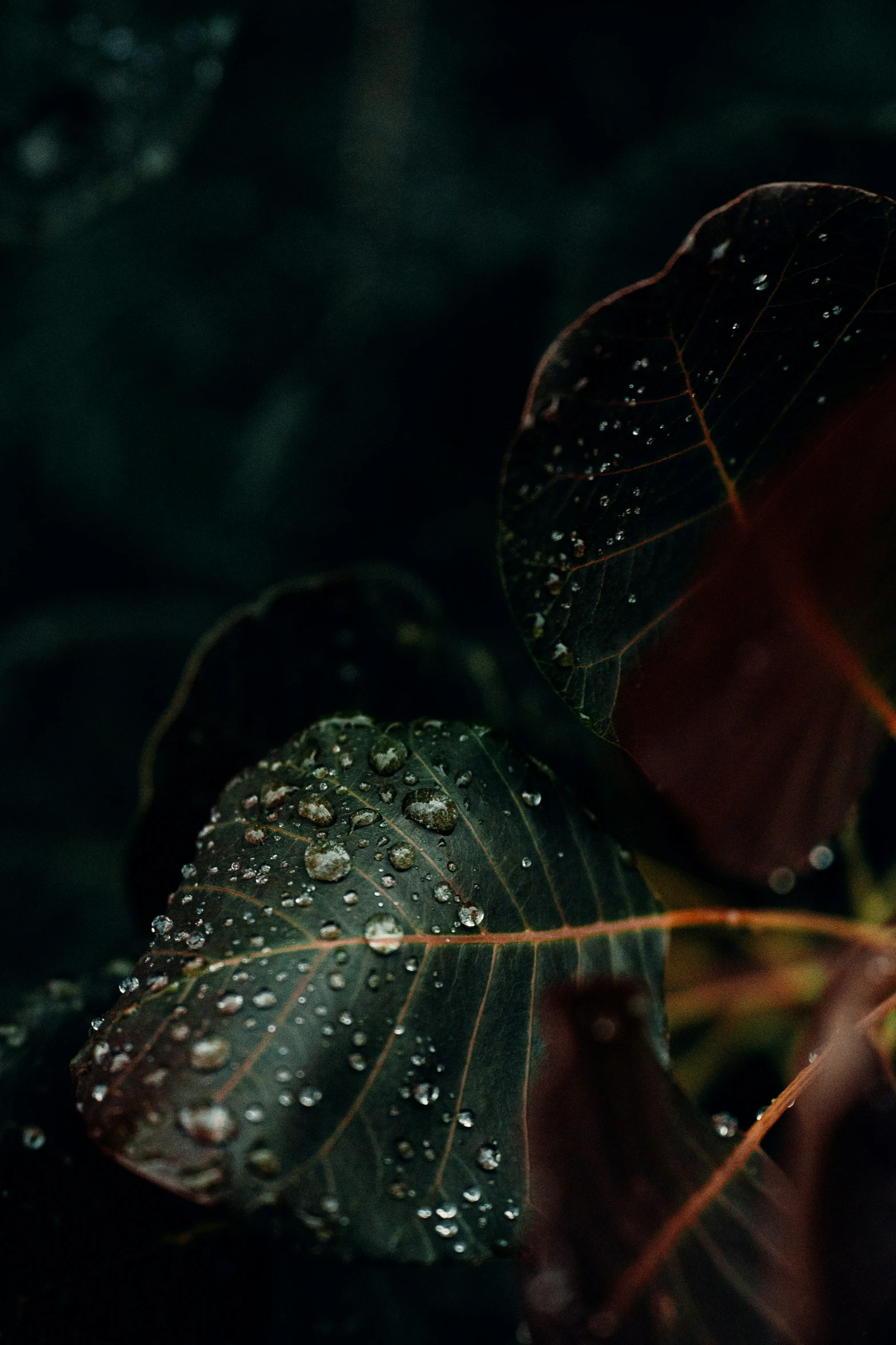 a green leaf is shown in the rain