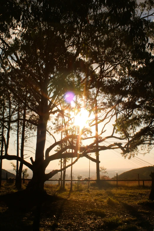 a tree in front of a fence and some sun