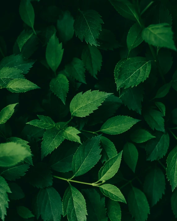 a close up view of some leaves