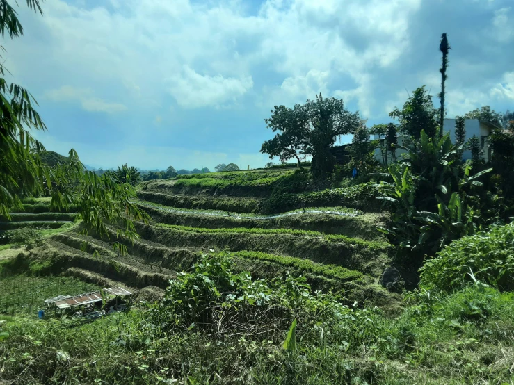 a rural area with several mounds, trees and flowers